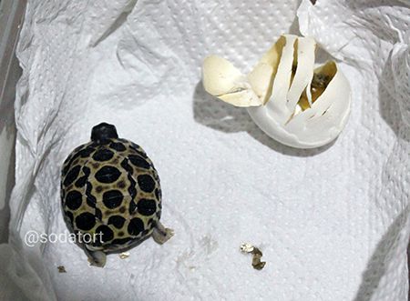 Radiated tortoise hatchling Philippines